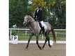 TRAKEHNER  GELDING