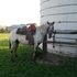 97% FPD black fewspot mare