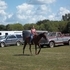Barrel Prospect or Brood Mare