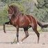 Peruvian Paso Stallion