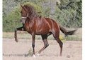 Peruvian Paso Stallion