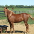 Darling filly will make excellent breeding stock