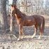 SADDLEBRED GELDING 4 YR OLD $ OR TRADE