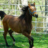 Marwan Al Shaqab & Magic Dream Grandaughter