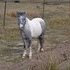 Bella has been exposed to a bay stud