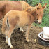 Adorable Mini-Molly Mule