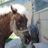 Silverdapple Icelandic Mare