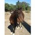 Flashy/ Bold Desperado V daughter