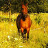 Excellent trail mare!