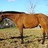 FREE LEASE! Fancy Project Pony