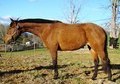 FREE LEASE! Fancy Project Pony