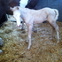 Overo Paint Mare & Palomino Stud Colt Package