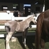 Package: Overo Paint Mare & Palomino Stud Colt 