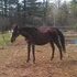 Kid Safe TB Mare