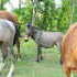 2yr old mule