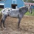 Foundation stallion,performance and breeding