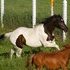 big gorgeous young athletic draft cross mare