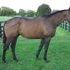 Warmblood cross Jumper 