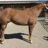 Stardee mare/Te Coolest filly 