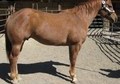Stardee mare/Te Coolest filly 
