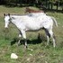 Athletic mare, roan leopard