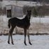 Morgan Bay Colt! 