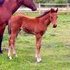Outstanding NOVALIS son for jumping or eventing