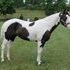 Registered Paint, flashy, talented, great mover