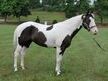 Registered Paint, flashy, talented, great mover