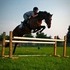 Elegant, athletic Thoroughbred with a great mind