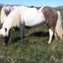 Silverdapple pinto filly