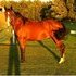 Excellent Ranch Horse Potential Brains and Good Looks