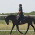 16 hand Eventer or Hunter