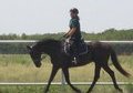 16 hand Eventer or Hunter