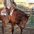 Gorgeous Young Mare