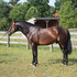 Winning 2009 PRE Stallion