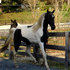 Flashy Pinto Gelding