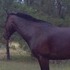 Perfect eventing horse for competitive junior 