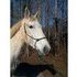 Percheron Cross Mare