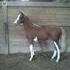 Flashy Half Arabian Filly