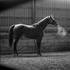 Stunning, loving, with lots of potential Unraced TB Mare