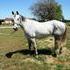 2D/3D Finished Barrel Horse