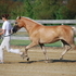 Registered Haflinger Mare "Alexandra"