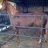 **Price Reduced**Monetta Goldseeker**