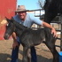Unique Foxtrotter/Percheron Cross!