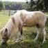 Gorgeous Mini Mare 