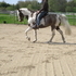 Buckskin  Spotted Saddle Horse