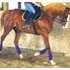 Mare professionally trained; filly at side now sold!