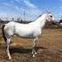 Fancy movement free breeding included!!!