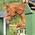 Gorgeous Holsteiner Mare
